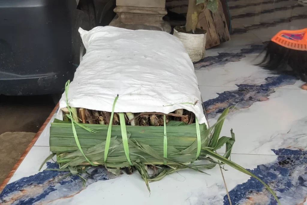 Rumput Odot Pacong Ngronggot Nganjuk, Solusi Bank Pakan Ternak